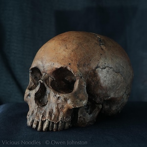 Human skull replica, realistic full size skull made from polymerised plaster and painted to resemble an ancient fossil