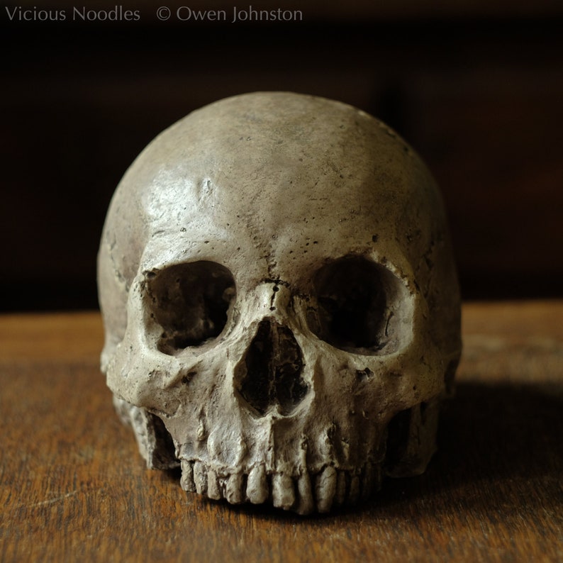 Realistic full size human skull replica made from plaster of Paris and painted to resemble antique polished bone.
