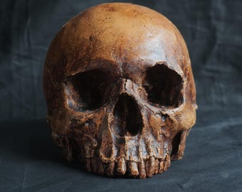 Human skull replica, realistic full size skull made from polymerised plaster and painted to resemble an ancient fossil