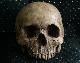 Human skull replica, realistic full size skull made from polymerised plaster and painted for a weathered appearance