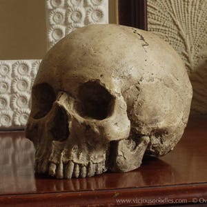 HUMAN SKULL REPLICA (polished bone) full size realistic made from plaster of Paris and painted for an aged, weathered effect image 5