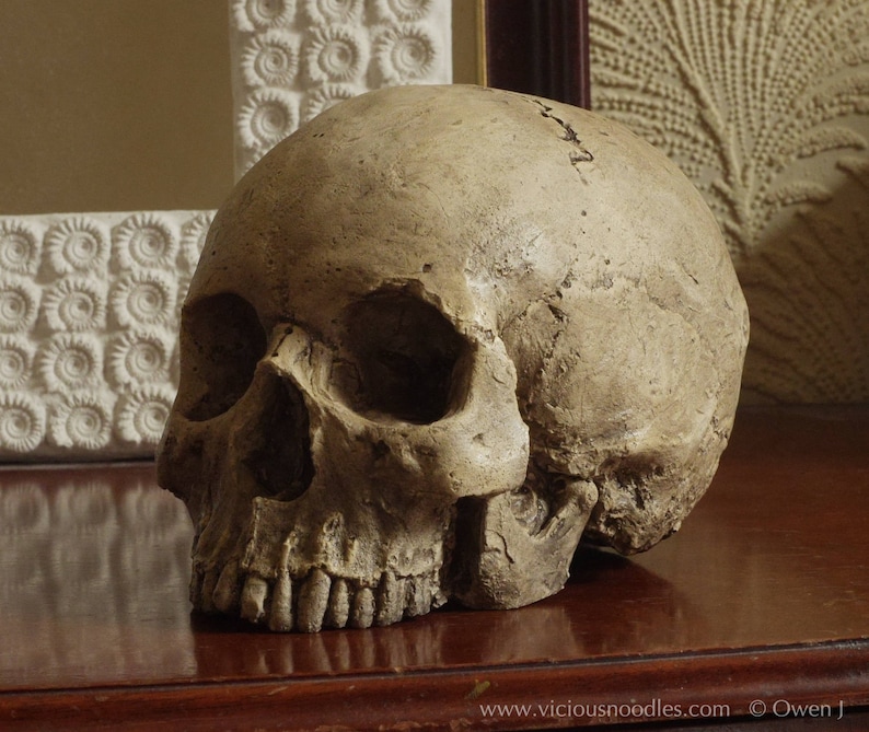HUMAN SKULL REPLICA (polished bone) full size realistic made from plaster of Paris and painted for an aged, weathered effect image 5
