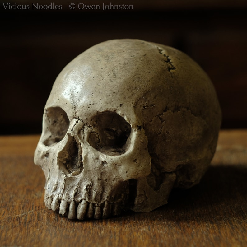 HUMAN SKULL REPLICA (polished bone) full size realistic made from plaster of Paris and painted for an aged, weathered effect image 2