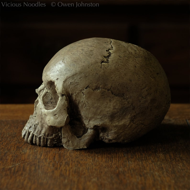 HUMAN SKULL REPLICA (polished bone) full size realistic made from plaster of Paris and painted for an aged, weathered effect image 4