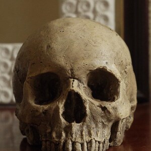 HUMAN SKULL REPLICA (polished bone) full size realistic made from plaster of Paris and painted for an aged, weathered effect image 8