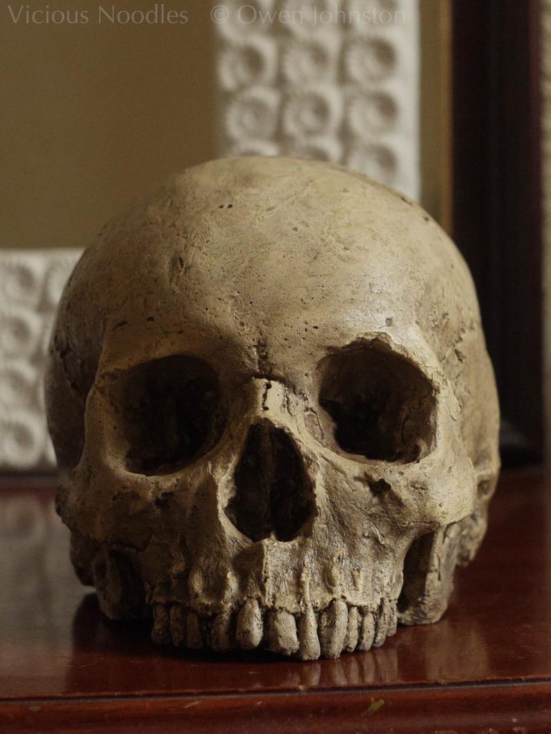 HUMAN SKULL REPLICA (polished bone) full size realistic made from plaster of Paris and painted for an aged, weathered effect image 8