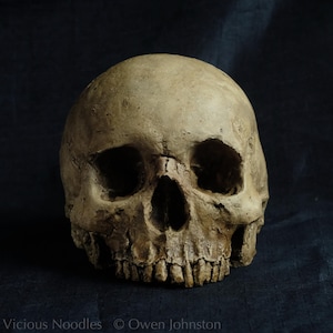 Human skull replica, realistic full size skull made from polymerised plaster and painted for a weathered appearance