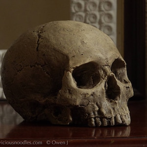 HUMAN SKULL REPLICA (polished bone) full size realistic made from plaster of Paris and painted for an aged, weathered effect image 6
