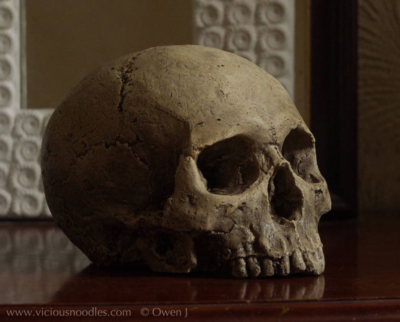 HUMAN SKULL REPLICA (polished bone) full size realistic made from plaster of Paris and painted for an aged, weathered effect image 6