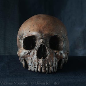 Schädelnachbildung, realistischer Schädel in voller Größe, hergestellt aus polymerisiertem Gips und bemalt, um einem alten Fossil zu ähneln