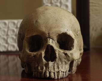 HUMAN SKULL REPLICA (polished bone) full size realistic made from plaster of Paris and painted for an aged, weathered effect