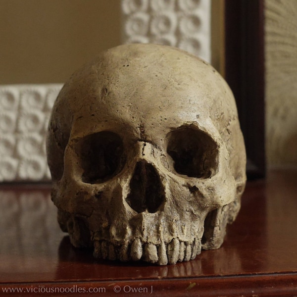 HUMAN SKULL REPLICA (polished bone) full size realistic made from plaster of Paris and painted for an aged, weathered effect