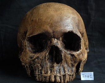 Human skull replica, realistic full size skull made from polymerised plaster and painted for a weathered appearance