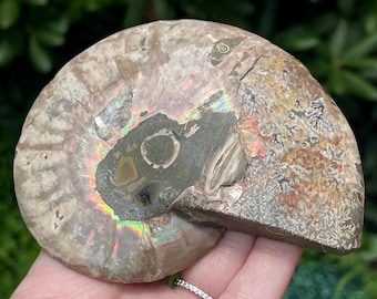 Ammonite Iridescent Fossil with Calcite Inclutions - Collectors Edition Fossil, Beautifully Preserved & Polished Madagascar Ammonite