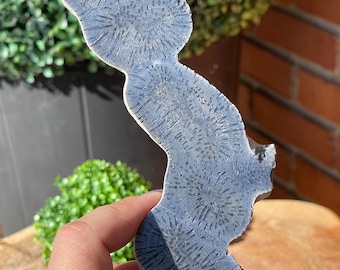 Blue Ridge Coral Fossil Specimen - Natural Collectors Edition