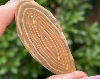 Stromatolite concretions - You Pick