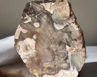 Petrified Wood Slab • Agatized Wood Crystal Slice • AAA Grade Crystal Coaster