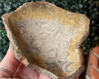 Fossilized Coral Bowl from Indonesia, Trinket plate, Crystal Dish for Jewelry, Natural Fossil for the Home Decor