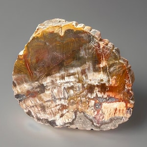 May include: A slice of petrified wood with a variety of colors, including brown, white, and orange. The wood has a natural, organic texture.