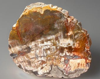 Petrified Wood Slab, Agatized Fossil Wood, AAA Grade Crystal Slice Coaster