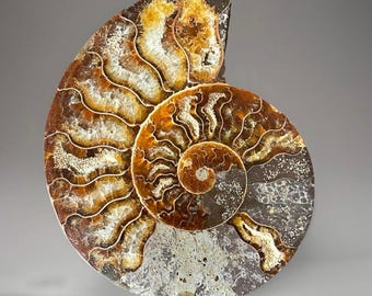 Ammonite Iridescent Fossil with Calcite Inclutions - Collectors Edition Fossil, Madagascar Ammonite (88)