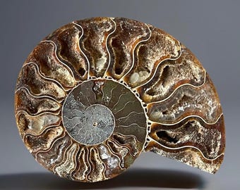 Ammonite Iridescent Fossil with Calcite Inclutions - Collectors Edition Fossil, Beautifully Preserved & Polished Madagascar Ammonite (91)