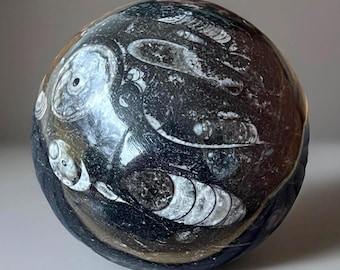 Orthoceras Fossil XL Statement Sphere