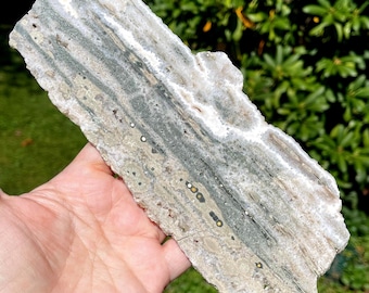 Ocean Jasper Statement SLAB: Madagascar Orbicular Ocean Jasper Old Stock 9.5 inches - (150)