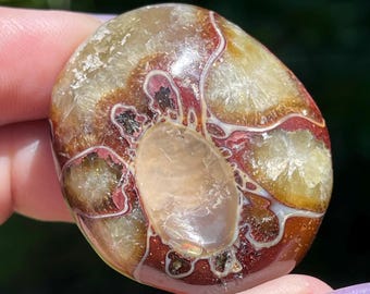 Red Ammonite Fossil Polished Palm Stone - Madagascar