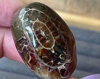 Ammonite Fossil Polished Tumble Small Palm - Madagascar