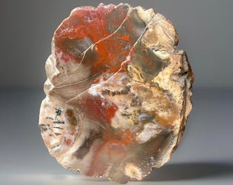 Petrified Wood Slab - Agatized Fossil Wood - AAA Grade Crystal Slab