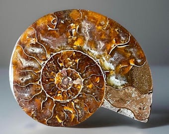 Ammonite Iridescent Fossil with Calcite Inclutions - Collectors Edition Fossil, Beautifully Preserved & Polished Madagascar Ammonite (81)