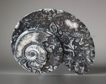 Spiral Goniatite Fossil with a Natural Heart, Cephalodod - Collectors Fossil Atlas Mountains of Morocco, Beautifully Preserved & Polished