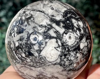 Ammonite Fossil XL Statement Sphere (386)