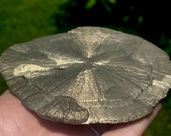 Pyrite Sun from Illinois, Formed around 350 million years ago, Pyrite Mineral Specimen, Miners Dollar, Natural Sparkling Pyrite Sun