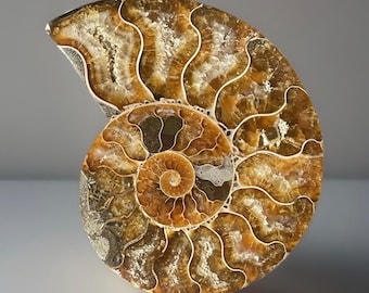 Ammonite Iridescent Fossil with Calcite Inclutions - Madagascar Ammonite, Collectors Edition Fossil (79)