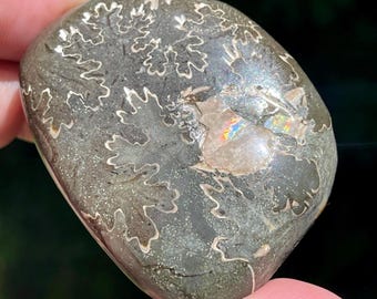 Ammonite Fossil Polished Freeform - Madagascar
