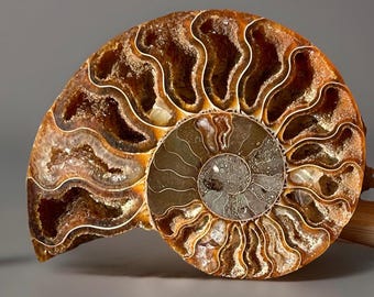 Ammonite Iridescent Fossil with Calcite Inclutions - Collectors Edition Fossil, Madagascar Ammonite (78)