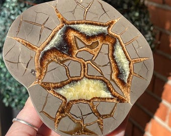 SEPTARIAN GEODE Slab - Utah UV Reactive — Front Polished Collector Specimen