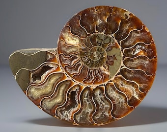 Ammonite Fossil Iridescent with Pyrite & Calcite Inclutions - Natural Collectors Edition, Beautifully Preserved Polished Madagascar Fossil