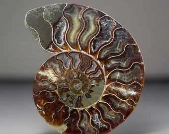 Ammonite Iridescent Fossil with Calcite Inclutions - Collectors Edition Fossil, Beautifully Preserved & Polished Madagascar Ammonite