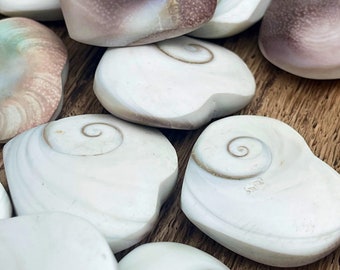 Shiva Shell Heart | Home Decoration |Mineral specimens | ReikiHeal |Crystal Gifts,Energy crystals