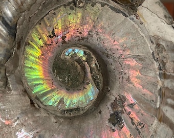 Ammonite Iridescent Fossil with Calcite Inclutions - Madagascar XXL Ammonite, Collectors Edition Fossil 8.5 inches