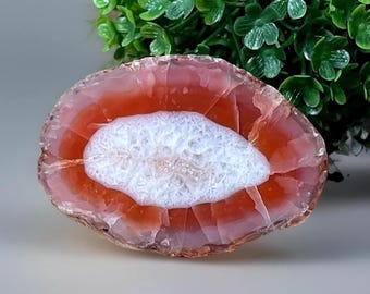 Laguna Agate Nodule Slice with Stunning Pink Orange Color and Quartz, Collectors Edition Rare México agate, #23