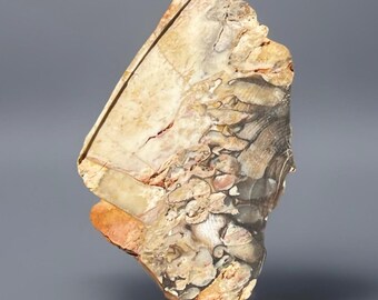 Fossil Jasper Slab - Mexican Fossiliferous Chalcedony - Lapidary Slab for cabochon artist - Natural Stone Specimen
