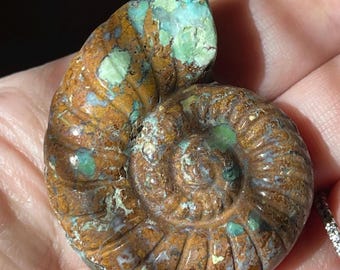 Turquoise Handcarved Crystal Fossil Shell, Unique Natural Stone Decor