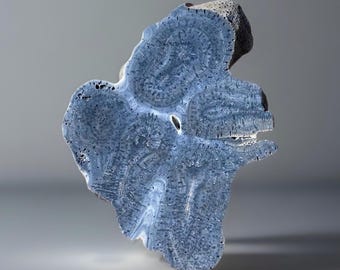 Blue Coral Slab, Unique Natural Fossil, Heart Chakra - #130