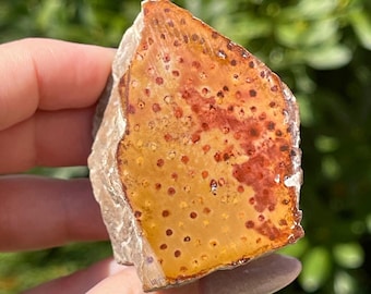Louisiana Petrified Palm wood Specimen - Mirror Polished Front, Extremely Rare Collectors Natural Petrified Wood Log Slice