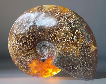 Whole Ammonite Fossil with Red Color - Madagascar Large Ammonite, Collectors Edition Fossil