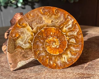 Ammonite Iridescent Fossil with Calcite Inclutions - Collectors Edition Fossil, Madagascar Ammonite (69)